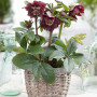 Морозник (Helleborus) Double Ellen Purple