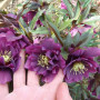 Морозник (Helleborus) Double Ellen Purple