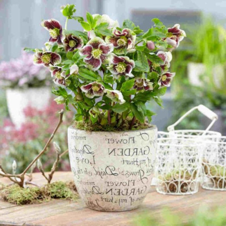 Морозник (Helleborus) Pretty Ellen Spotted