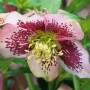 Морозник (Helleborus) Pretty Ellen Spotted