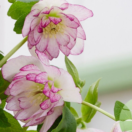 Морозник (Helleborus) Solar Bride