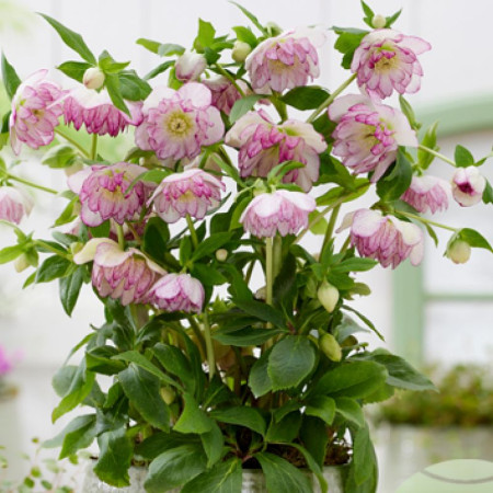 Морозник (Helleborus) Solar Bride
