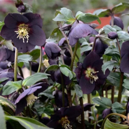 Морозник (Helleborus) Solar Night