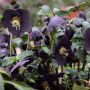 Морозник (Helleborus) Solar Night