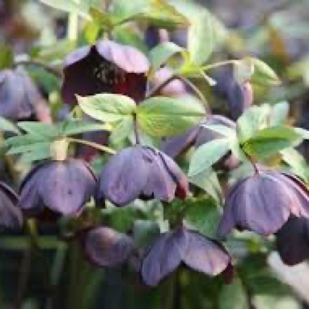 Морозник (Helleborus) Solar Night