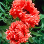 Мак восточный Garden Glory