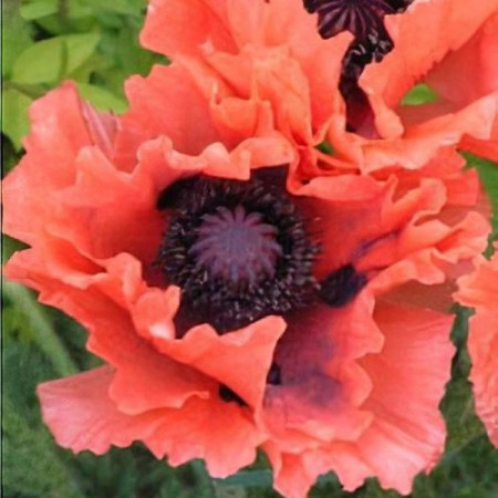Мак восточный Garden Glory