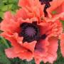 Мак восточный Garden Glory