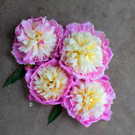 Пион Bowl of Beauty