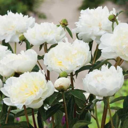 Пион Duchesse de Nemours 2/3