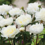 Пион Duchesse de Nemours 3/5
