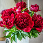 Півонія Red Charm 3/5