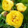 Пион Yellow Crown