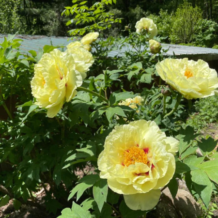Пион Yellow Crown