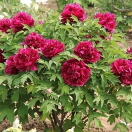 Пион Древовидный Baiyuan's Red