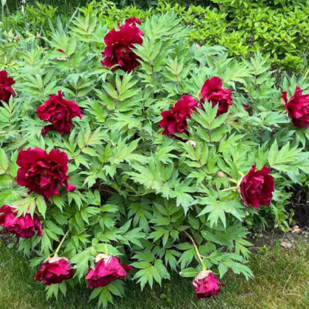 Пион Древовидный Baiyuan's Red