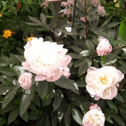 Пион Gardenia 3/5