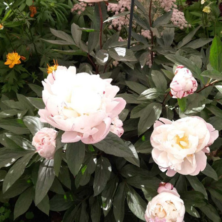 Пион Gardenia 3/5