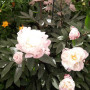 Пион Gardenia 3/5