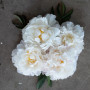 Пион Gardenia 3/5