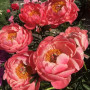 Пион Coral Charm 2/3