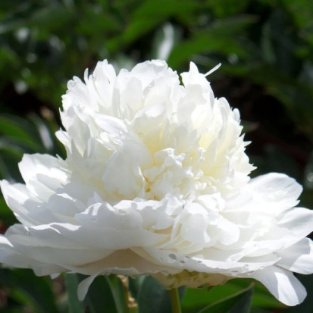 Пион Moon over Barrington 2/3