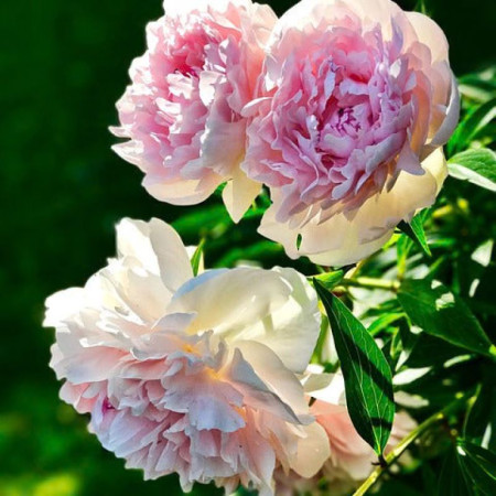 Пион Peaches and Cream