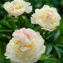 Пион Blush Queen 3/5