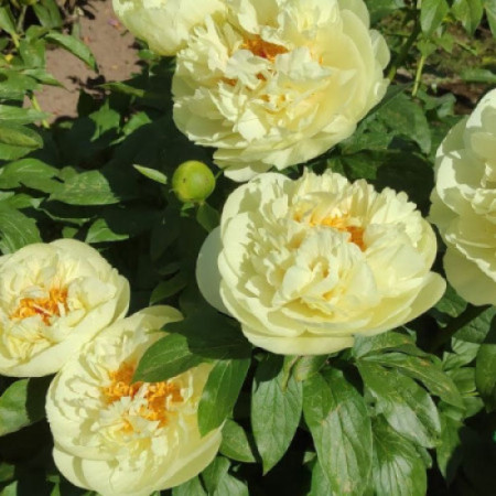 Пион Lemon Chiffon 3/5