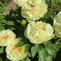 Пион Lemon Chiffon 3/5