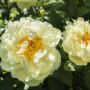 Пион Lemon Chiffon 3/5