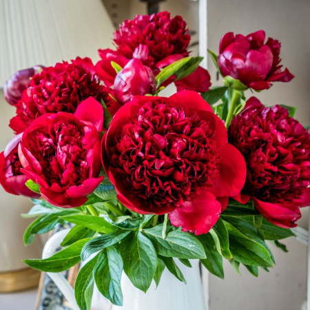 Пион Red Charm 2/3