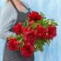 Пион Red Charm 2/3