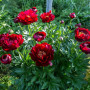 Півонія Buckeye Belle 2/3