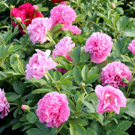 Півонія Carnation Bouqet 3/5