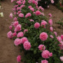 Півонія Carnation Bouqet 3/5
