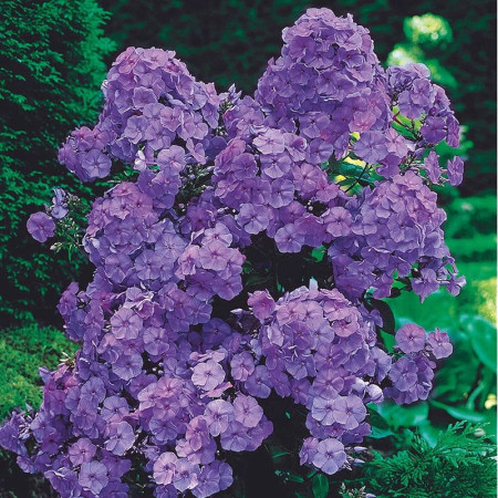 Флокс Amethyst