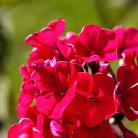 Флокс Bambini Cherry Crush