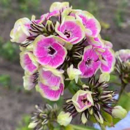 Флокс Orchid Yellow