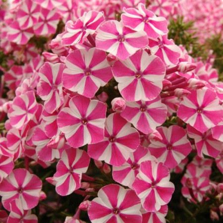 Флокс Peppermint Twist