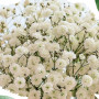 Семена Цветы Гипсофила белая 0,3 г СМ