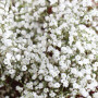Семена Цветы Гипсофила белая 0,3 г СМ