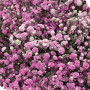 Семена Цветы Гипсофила розовая 0,3 г СМ