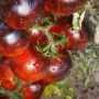 Семена Томат Гном Полосатый Анто 15 шт (от коллекционера)