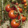 Семена Томат Здоровая жизнь 15 шт (от коллекционера)
