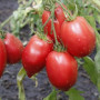 Семена Томат Минусинские стаканы розовые 15 шт (от коллекционера)