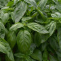 Семена Базилик зеленый 0,3 г ТМ Урожай