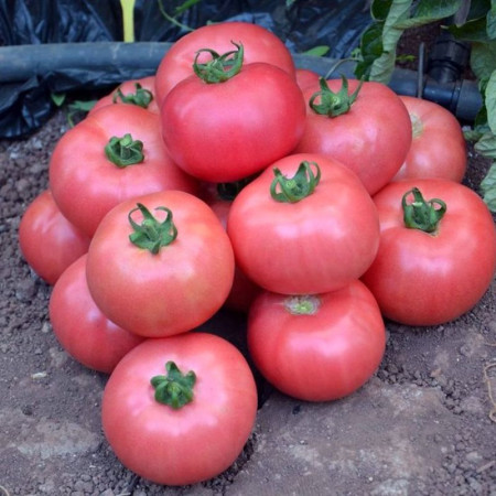 Насіння Томат Рожевий чемпіон F1 10 шт СМ