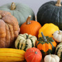 Насіння Гарбуз Сім Сімеонів суміш 100 шт СМ