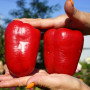 Семена Перец Сладкий Король Севера 30 шт СМ